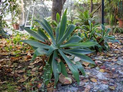 Siamo infatti immersi nel verde, tra agave...